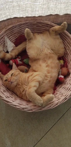 Photo du porte-animal ventral pour chat et petit chien