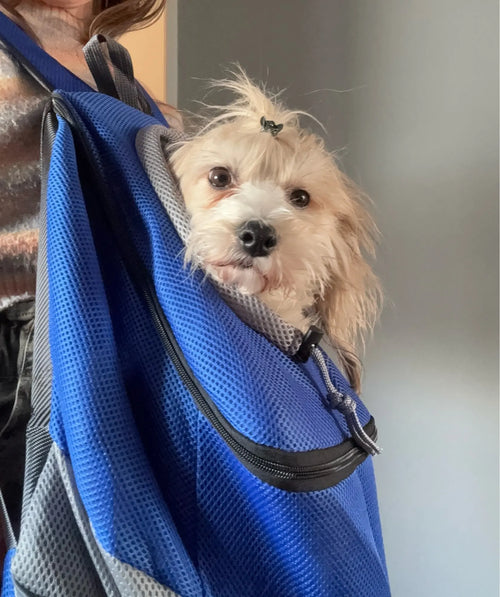 Photo du sac à dos chien en mesh respirant, petites races 1 à 12 kg