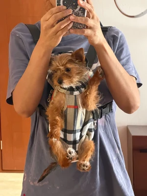 Petit chien porté dans le porte-animal ventral, motif carreaux beige